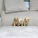 명품켄넬 이미지