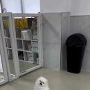 펌킨 펫하우스 청담 이미지