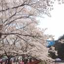 어제 토익 보고 가평 벚꽃축제 다녀왔어요!!ㅎㅎ 이미지