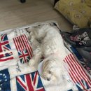 개복유치원 | 말티푸 여아 중성화 후기(미리 준비 하면 좋은 거)