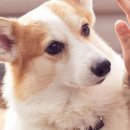 용산-현장-739 | 용산구 한남동 방충망 교체 시공 후기 🏙️✨ 푸르내 홈케어