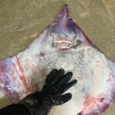 홍어대가 이미지