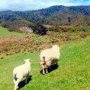 말무리염소농장 이미지