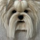 그립톡 양모펠트 이미지