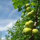 내곡농장 이미지