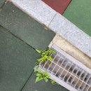 목련1차 이미지