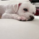 뚜니살롱 이미지