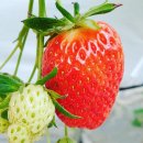 내기농장 이미지