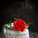 행복나무 이미지