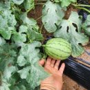 구름뜰농장 이미지