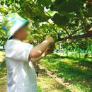 아우라 농장 이미지