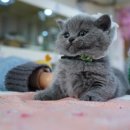 강남 고양이 분양 캣프렌즈 이미지