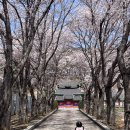 화천향교 | 강원도 화천 벚꽃 명소 화천향교 화천천 벚꽃 둘레길