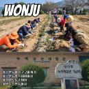 강원도 농촌체험 승안동마을 고구마 캐기 쉬운곳