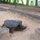 거북공원-1 이미지