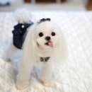 이프멍멍 이미지