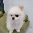 오키독키 이미지