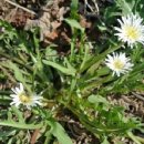 민들레산업 이미지