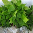 은당농장 이미지