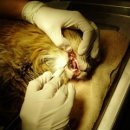 로잔동물의료센터 이미지