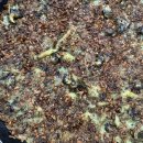 제주보말칼국수 이미지