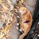 더나은동물병원 이미지