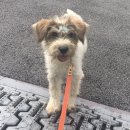 용인시 동물보호센터 이미지