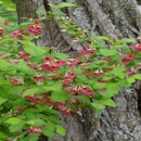 고목나무 이미지