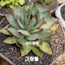 그랑불