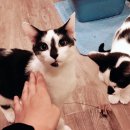 토론토 캣 이미지