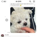 보니또따 이미지