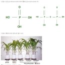 토양과 비료 (17)-인산 이미지