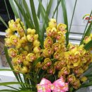 다이나믹 복싱체육관 이미지