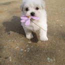 꽃개 이미지
