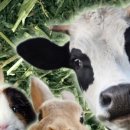 채릇채릇 이미지