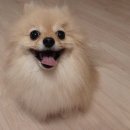 쪼꼼