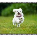 까망댕댕 이미지