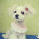 윌리스펫 이미지