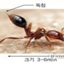 불개미 이미지
