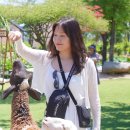 기선농장 | [나트랑] 산티아고투어 판랑사막 투어 후기 (양떼목장, 포도밭, 포롱자라이사원 포함) 🏜