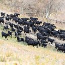 산내들흑염소 이미지