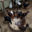 장수오골계 이미지