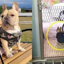 강아지집 이미지