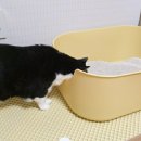 티에스엘 이미지