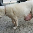 약초동물병원 이미지