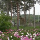 작약정원 이미지
