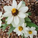 백일홍상사 이미지