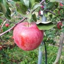 엘지농장 이미지