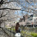 소3-53 | 성북천 벚꽃 맛집 동대문곱창소막창 방문 후기 (노상, 메뉴, 분위기 정리)