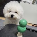 디퓨저 가능 동구밭 포레스트 빌리지 우디 퍼퓸바 세트 추천